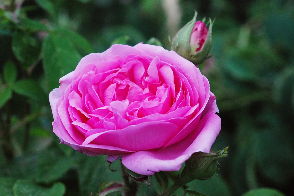 Historische Rose 'Mme Boll' 10 Historische Rose 'Mme Boll' – Bild 10