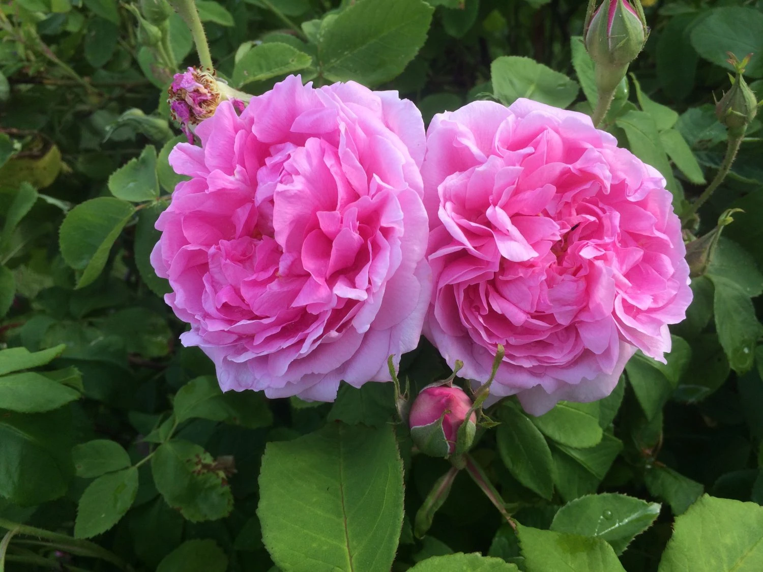 Historische Rose 'Mme Boll' 9 Historische Rose 'Mme Boll' – Bild 9