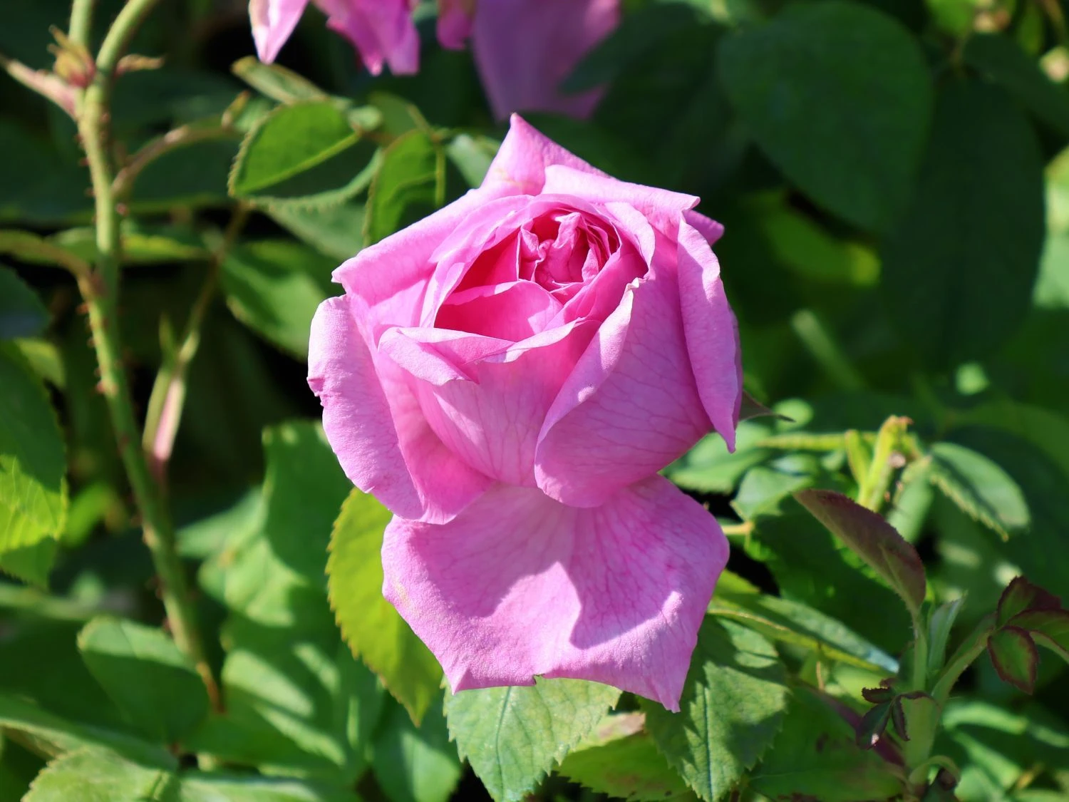 Historische Rose 'Mme Boll' 1 Historische Rose 'Mme Boll'