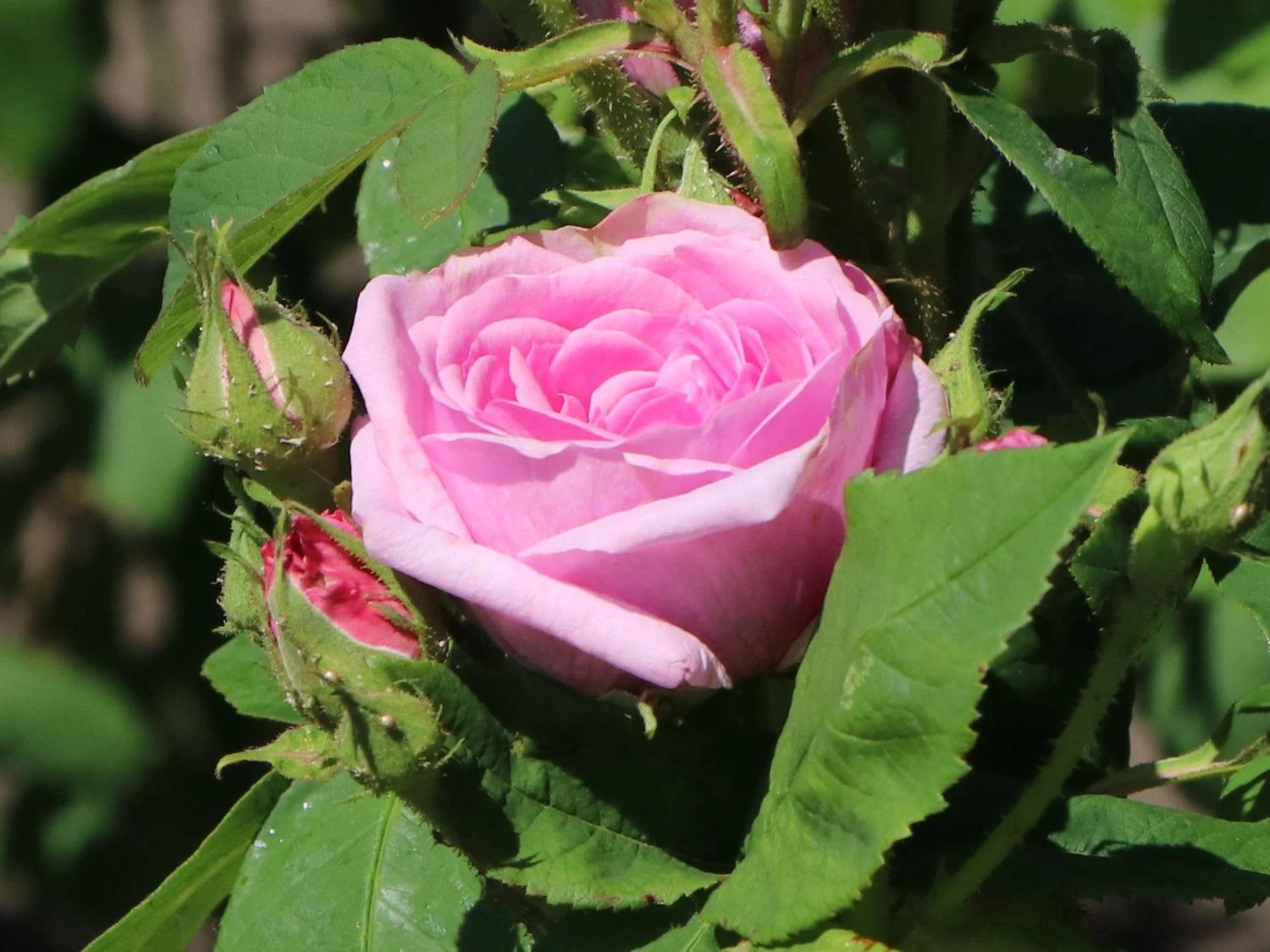 Historische Rose 'Mme Boll' 4 Historische Rose 'Mme Boll' – Bild 4