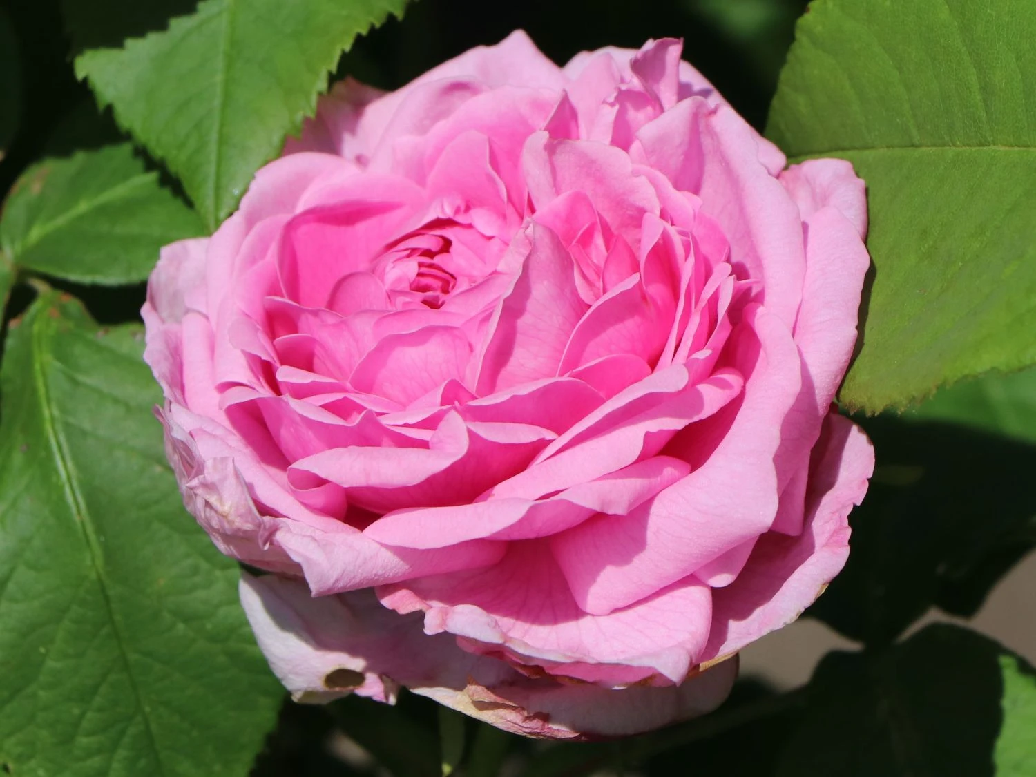 Historische Rose 'Mme Boll' 3 Historische Rose 'Mme Boll' – Bild 3