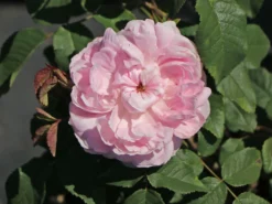 Historische Rose 'Mme Boll' 18 Historische Rose 'Mme Boll' -Deutschland Garten Funk Verkaufs-Shop historische rose mme boll m004700 w 3