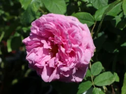 Historische Rose 'Mme Boll' 19 Historische Rose 'Mme Boll' -Deutschland Garten Funk Verkaufs-Shop historische rose mme boll m004700 w 4
