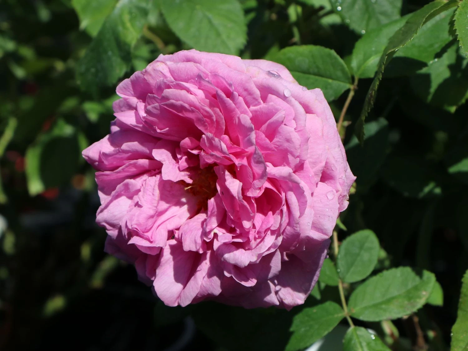 Historische Rose 'Mme Boll' 6 Historische Rose 'Mme Boll' – Bild 6