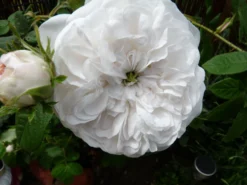 Historische Rose 'Mme Hardy' -Deutschland Garten Funk Verkaufs-Shop historische rose mme hardy m002654 539159 0