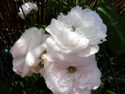 Historische Rose 'Mme Hardy' -Deutschland Garten Funk Verkaufs-Shop historische rose mme hardy m002654 539159 1