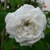 Historische Rose 'Mme Hardy'