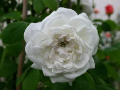 Historische Rose 'Mme Hardy'