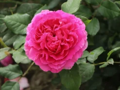 Historische Rose 'Mme Isaac Pereire' 13 Historische Rose 'Mme Isaac Pereire' -Deutschland Garten Funk Verkaufs-Shop historische rose mme isaac pereire m002656 w 0