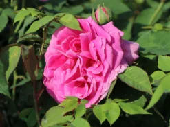 Historische Rose 'Mme Isaac Pereire' 18 Historische Rose 'Mme Isaac Pereire' -Deutschland Garten Funk Verkaufs-Shop historische rose mme isaac pereire m002656 w 1