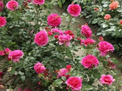 Historische Rose 'Mme Isaac Pereire' 14 Historische Rose 'Mme Isaac Pereire' -Deutschland Garten Funk Verkaufs-Shop historische rose mme isaac pereire m002656 w 2