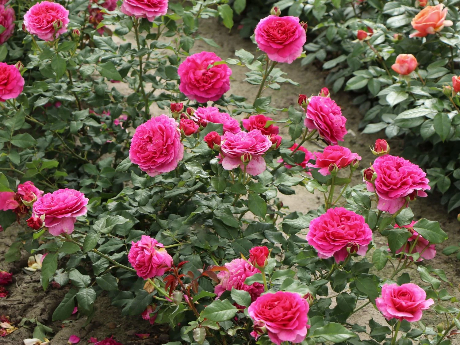 Historische Rose 'Mme Isaac Pereire' 5 Historische Rose 'Mme Isaac Pereire' – Bild 5