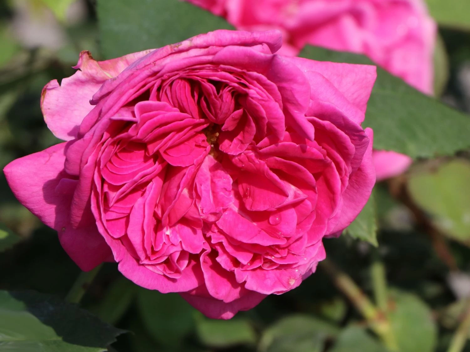 Historische Rose 'Mme Isaac Pereire' 10 Historische Rose 'Mme Isaac Pereire' – Bild 10