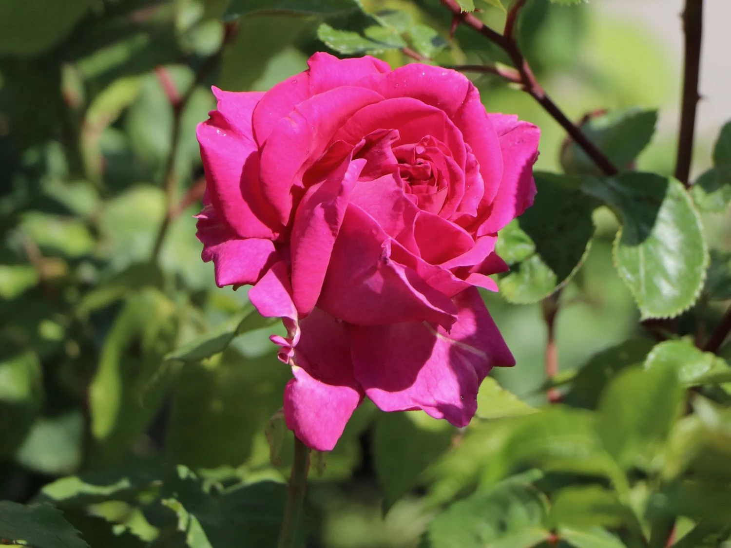 Historische Rose 'Mme Isaac Pereire' 7 Historische Rose 'Mme Isaac Pereire' – Bild 7