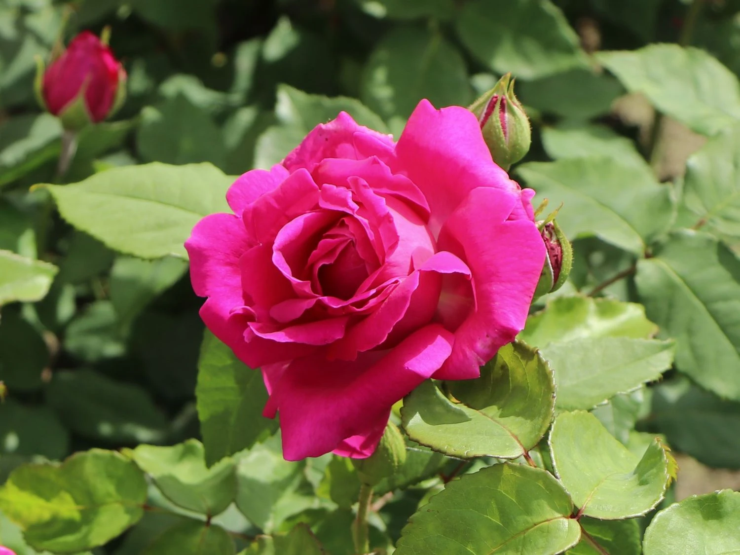 Historische Rose 'Mme Isaac Pereire' 2 Historische Rose 'Mme Isaac Pereire' – Bild 2