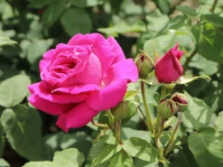 Historische Rose 'Mme Isaac Pereire' 12 Historische Rose 'Mme Isaac Pereire' -Deutschland Garten Funk Verkaufs-Shop historische rose mme isaac pereire m002656 w 6