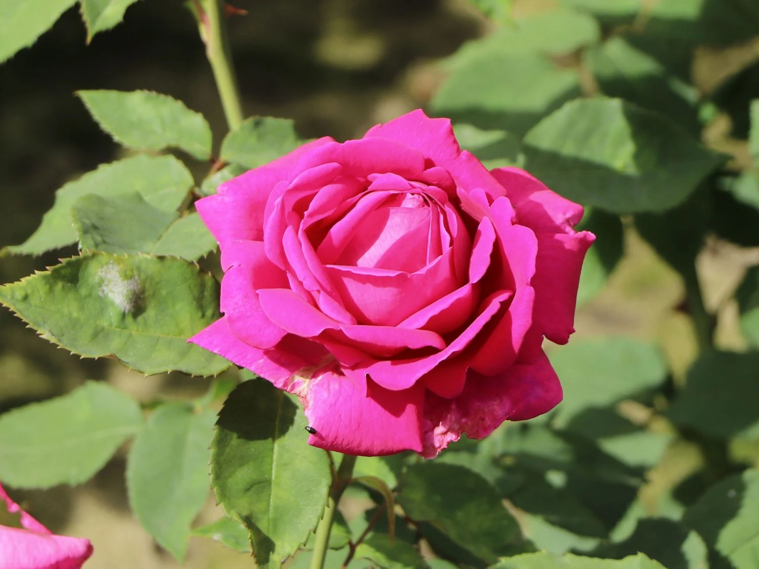 Historische Rose 'Mme Isaac Pereire' 6 Historische Rose 'Mme Isaac Pereire' – Bild 6