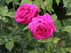 Historische Rose 'Mme Isaac Pereire' 17 Historische Rose 'Mme Isaac Pereire' -Deutschland Garten Funk Verkaufs-Shop historische rose mme isaac pereire m002656 w 8