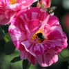 Historische Rose 'Versicolor'