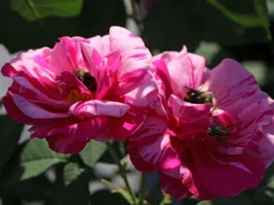 Historische Rose 'Versicolor' -Deutschland Garten Funk Verkaufs-Shop historische rose versicolor m002784 w 0