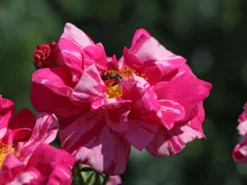 Historische Rose 'Versicolor' -Deutschland Garten Funk Verkaufs-Shop historische rose versicolor m002784 w 2