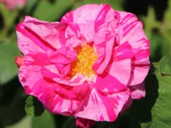 Historische Rose 'Versicolor' -Deutschland Garten Funk Verkaufs-Shop historische rose versicolor m002784 w 3
