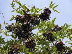 Holunder 'Haidegg 17'