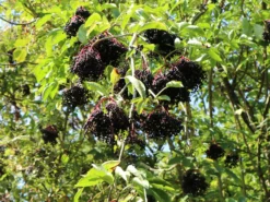 Holunder 'Haidegg 17' -Deutschland Garten Funk Verkaufs-Shop holunder haidegg 17 m072915 w 1