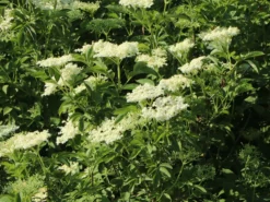 Holunder 'Haidegg 17' -Deutschland Garten Funk Verkaufs-Shop holunder haidegg 17 m072915 w 2