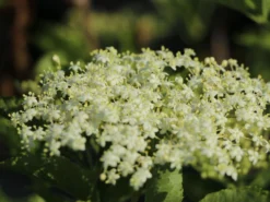 Holunder 'Haidegg 17' -Deutschland Garten Funk Verkaufs-Shop holunder haidegg 17 m072915 w 3