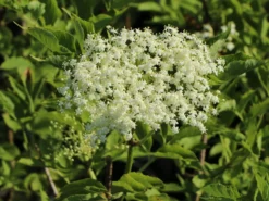 Holunder 'Haidegg 17' -Deutschland Garten Funk Verkaufs-Shop holunder haidegg 17 m072915 w 4