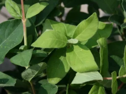 Honigbeere / Sibirische Blaubeere 'Blue Velvet' -Deutschland Garten Funk Verkaufs-Shop honigbeere maibeere blue velvet sibirische blaubeere m008237 w 0