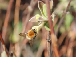 Honigbeere / Sibirische Blaubeere 'Blue Velvet' -Deutschland Garten Funk Verkaufs-Shop honigbeere sibirische blaubeere blue velvet m008237 w 0
