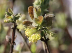 Honigbeere / Sibirische Blaubeere 'Blue Velvet' -Deutschland Garten Funk Verkaufs-Shop honigbeere sibirische blaubeere blue velvet m008237 w 1