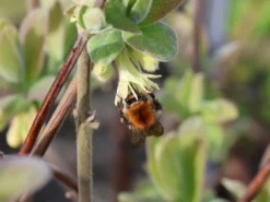Honigbeere / Sibirische Blaubeere 'Blue Velvet' -Deutschland Garten Funk Verkaufs-Shop honigbeere sibirische blaubeere blue velvet m008237 w 2
