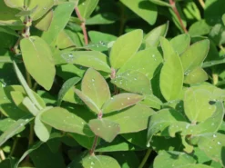 Honigbeere / Sibirische Blaubeere 'Blue Velvet' -Deutschland Garten Funk Verkaufs-Shop honigbeere sibirische blaubeere blue velvet m008237 w 3