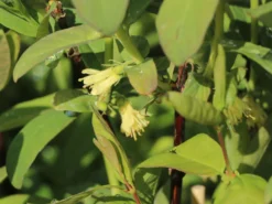 Honigbeere / Sibirische Blaubeere 'Kalinka' ® -Deutschland Garten Funk Verkaufs-Shop honigbeere sibirische blaubeere kalinka m057242 w 0