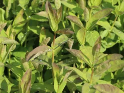 Honigbeere / Sibirische Blaubeere 'Kalinka' ® -Deutschland Garten Funk Verkaufs-Shop honigbeere sibirische blaubeere kalinka m057242 w 2