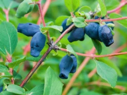 Honigbeere / Sibirische Blaubeere 'Myberry ® Bee'