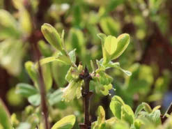 Honigbeere / Sibirische Blaubeere 'Myberry ® Bee' -Deutschland Garten Funk Verkaufs-Shop honigbeere sibirische blaubeere myberry bee m102692 w 0