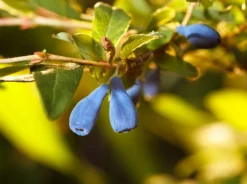 Honigbeere / Sibirische Blaubeere 'Myberry Farm'
