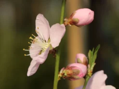 Honigpfirsich 'Honeysun' ® -Deutschland Garten Funk Verkaufs-Shop honigpfirsich honeysun m102671 w 0