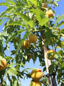 Honigpfirsich 'Honeysun' ® -Deutschland Garten Funk Verkaufs-Shop honigpfirsich honeysun m102671 w 2