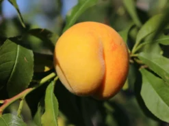 Honigpfirsich 'Honeysun' ® -Deutschland Garten Funk Verkaufs-Shop honigpfirsich honeysun m102671 w 3