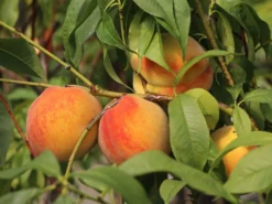 Honigpfirsich 'Honeysun' ® -Deutschland Garten Funk Verkaufs-Shop honigpfirsich honeysun m102671 w 4