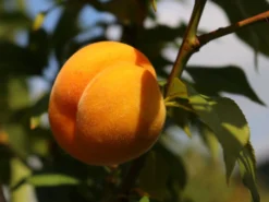 Honigpfirsich 'Honeysun' ® -Deutschland Garten Funk Verkaufs-Shop honigpfirsich honeysun m102671 w 6