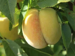 Honigpfirsich 'Honeysun' ® -Deutschland Garten Funk Verkaufs-Shop honigpfirsich honeysun m102671 w 7