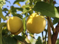 Honigpfirsich 'Honeysun' ® -Deutschland Garten Funk Verkaufs-Shop honigpfirsich honeysun m102671 w 8