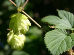 Hopfen -Deutschland Garten Funk Verkaufs-Shop hopfen m009048 w 1