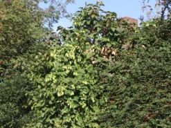 Hopfen -Deutschland Garten Funk Verkaufs-Shop hopfen m009048 w 3